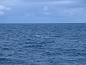 Obraz 467